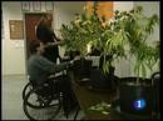  - Marihuana legal en Oakland