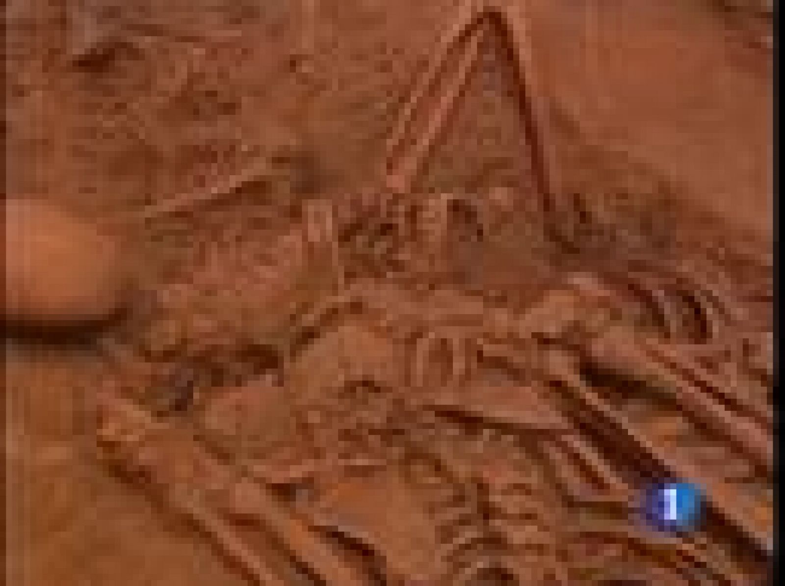 Los restos de 17 republicanos que lucharon en la Guerra Civil española han sido desenterrados en Menasalbas, Toledo | Ver