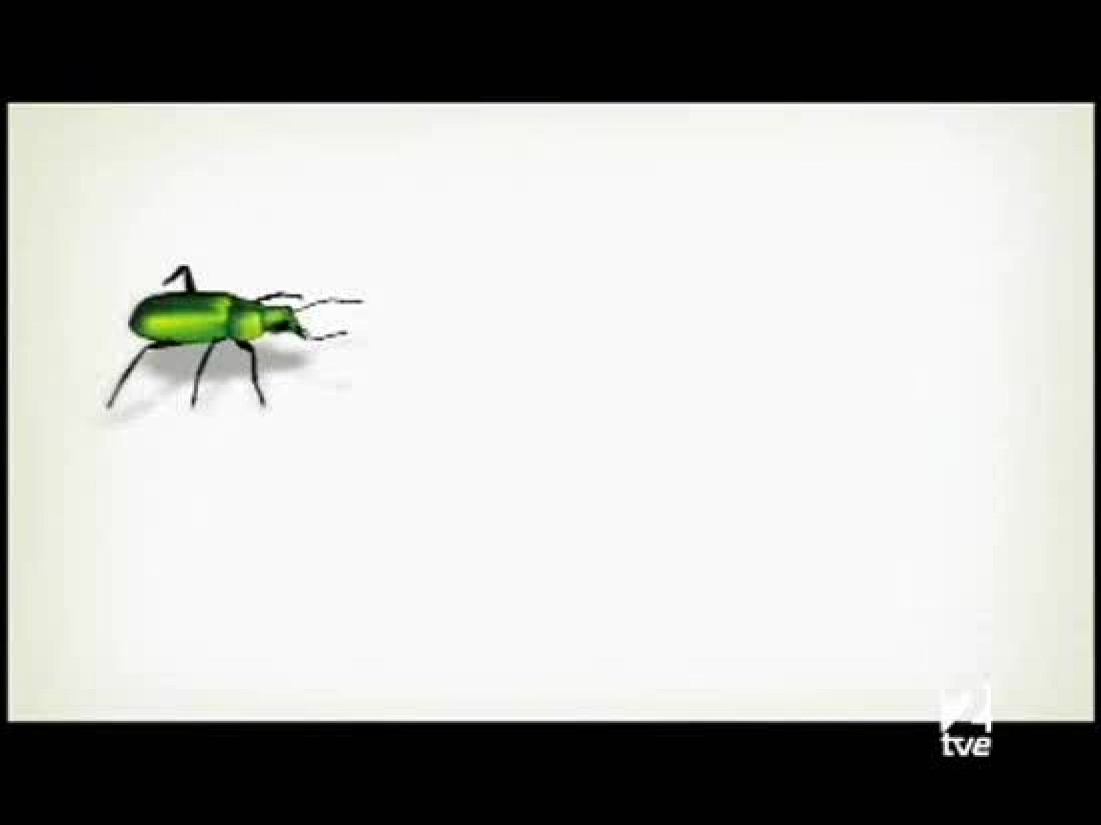 El escarabajo verde - Slow Food en Euskadi: una apuesta por la cocina sana y natural - El escarabajo verde | Ver