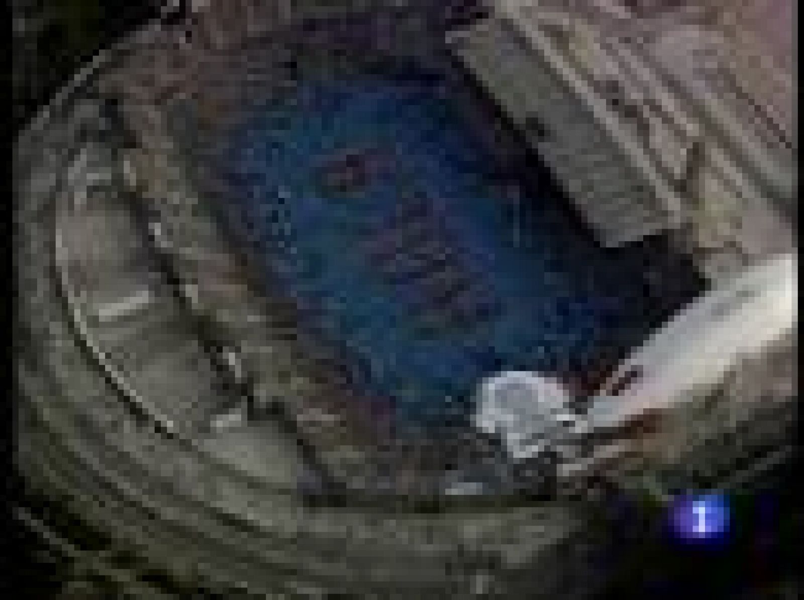 Hace exactamente 18 años del deporte español comenzaba su etapa dorada con los Juegos Olímpicos de Barcelona. Hoy, con grandes éxitos deportivos españoles casi cada día, Barcelona se prepara para celebrar los Europeos de altetismo.