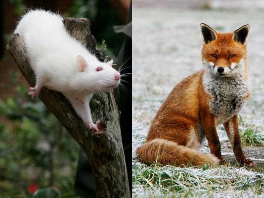 El hombre y la Tierra - El baile de la rata y el raposo