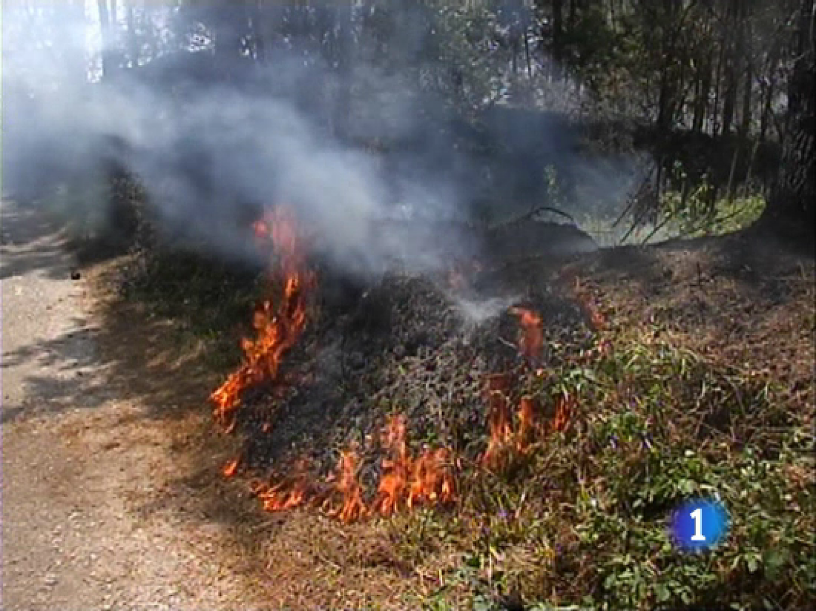 Sin programa: Recomendaciones para evitar los incendios en las urbanizaciones próximas a bosques | RTVE Play