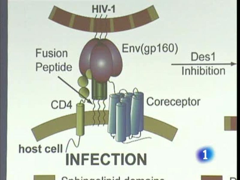 Una proteína contra el SIDA