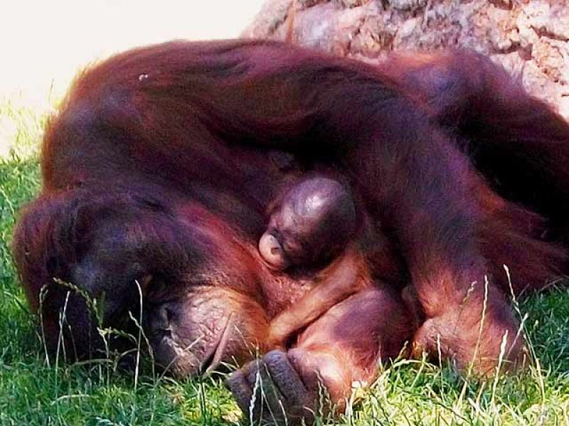  El primer orangután que nace en el Zoo de Madrid
