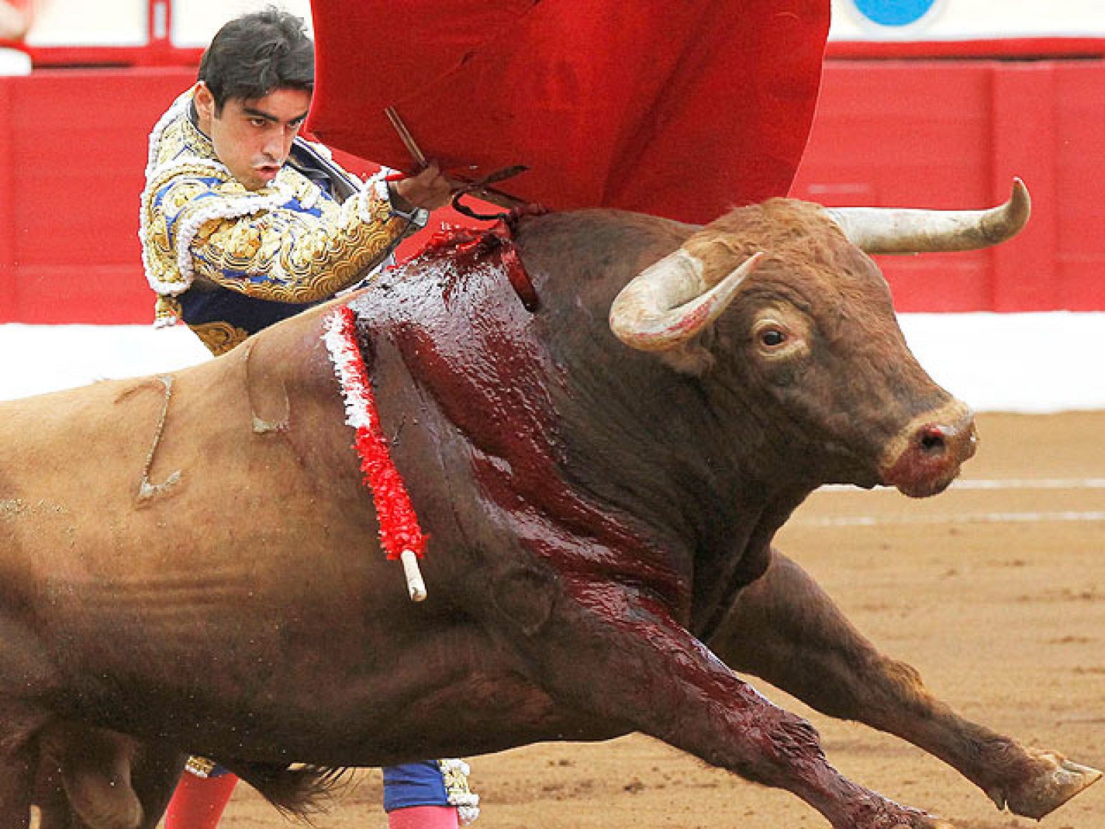 La Mesa del Toro, que une a las asociaciones taurinas de España, ha pedido que mañana se lea un manifiesto en las plazas que tengan festejos.