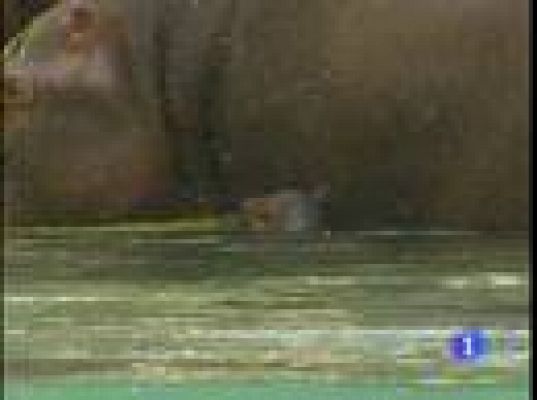  - Nace un hipopótamo en Valencia