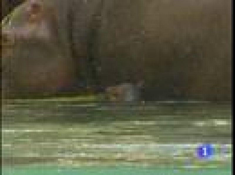  Nace una cría de hipopótamo en el parque Bioparc de Valencia