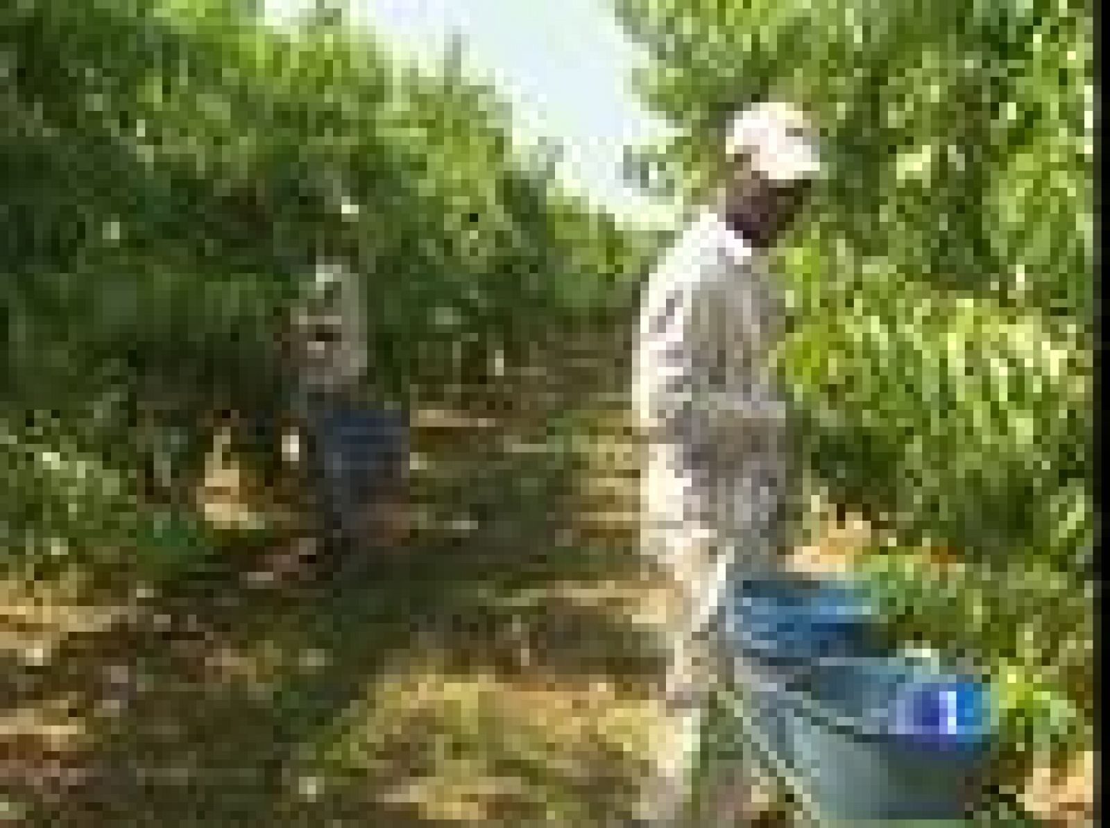 Los temporeros siguen siendo sobre todo extranjeros | Ver