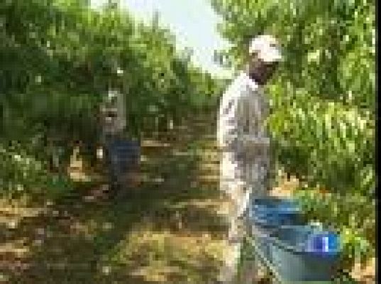 El inmigrante en el campo español