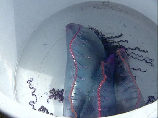 Ciencia y tecnología en Rtve.es - Alerta por medusas en el norte