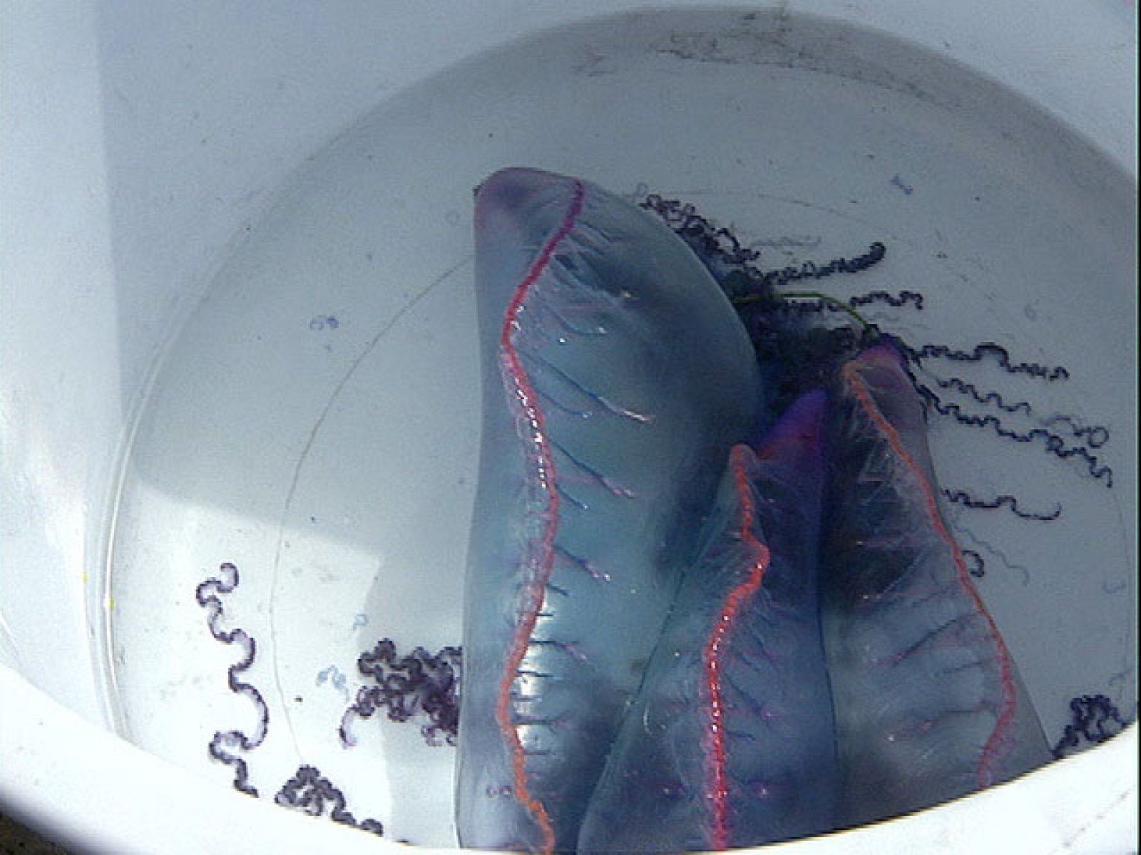 Un tipo de medusa que ha llevado al hospital a más de un bañista este verano. Cantabria ha activado un plan para recogerlas y de momento ha capturado trescientas.