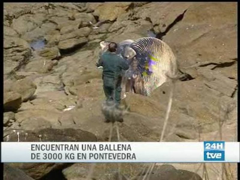 Una ballena gigante, de más de 3.000 kilogramos, ha llegado muerta a la costa de Pontevedra.