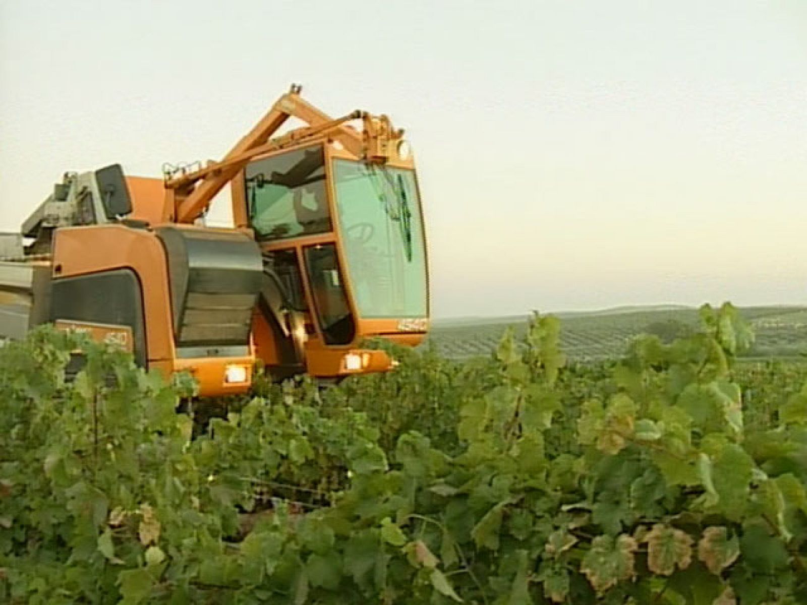 Las viñas cordobesas de Montilla son gracias a su clima las primeras en vendimiarse en toda Europa | Ver