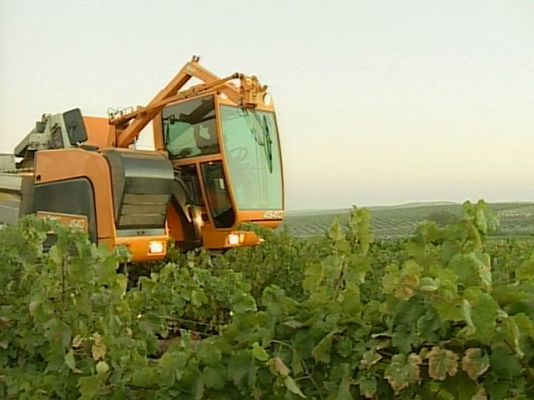  - Vendimia en Montilla