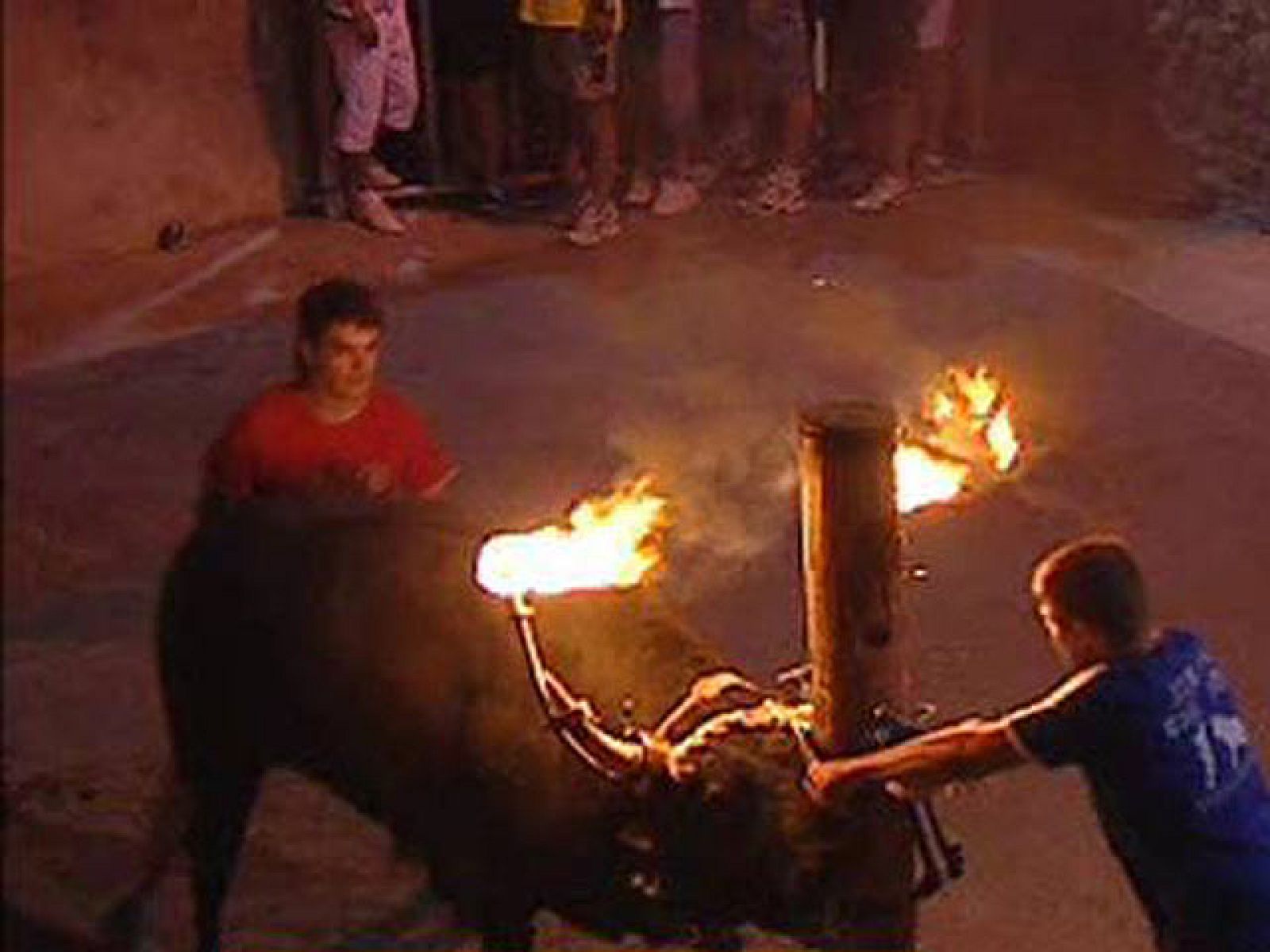Los aficionados a las fiestas del "correbous" de Tarragona  temen que la prohibición de las corridas de toros en Cataluña  les pase factura.