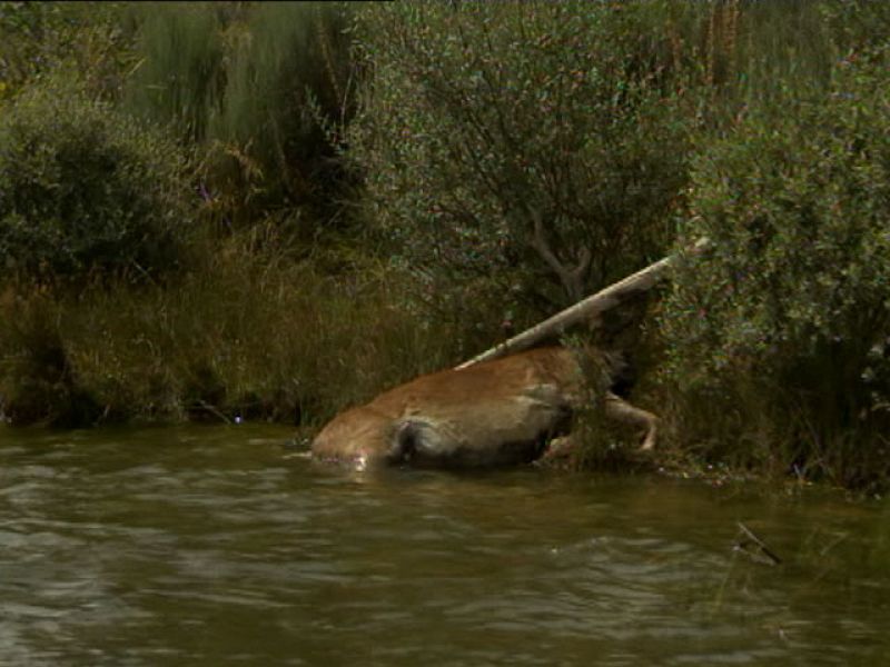 Ciervos muertos en Castilla y León