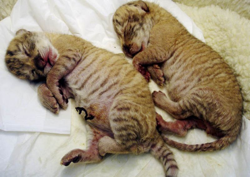 Nacen en Taiwán dos cachorros de un cruce entre un león y una tigresa