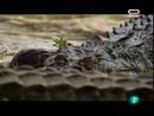  - Cocodrílos, el último dragón