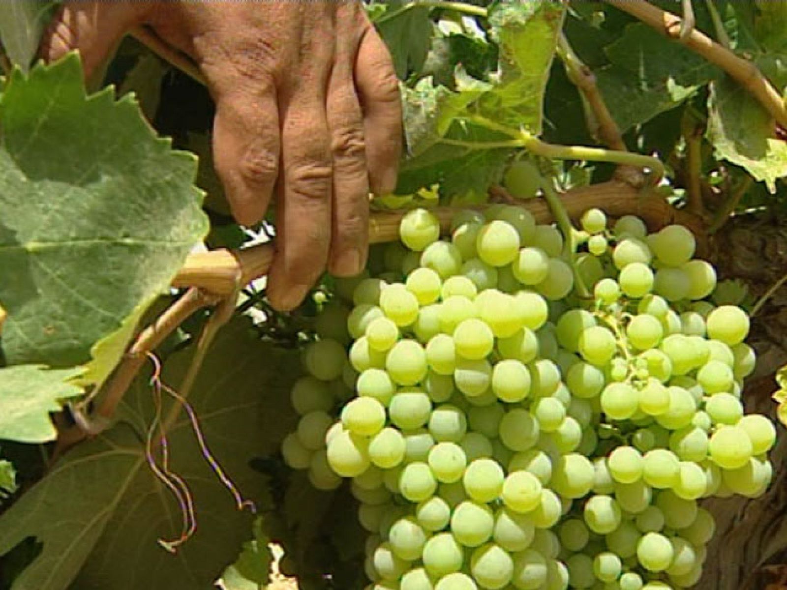 Está a punto de empezar la vendimia en Castilla-La Mancha