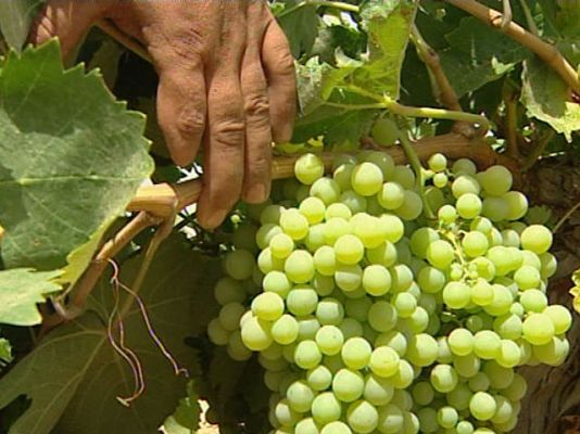  - Está a punto de empezar la vendimia