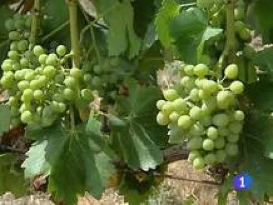 Informativo Telerioja - Informativo Telerioja - 17/08/10