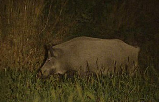 España Directo - Patrulla anti jabalíes