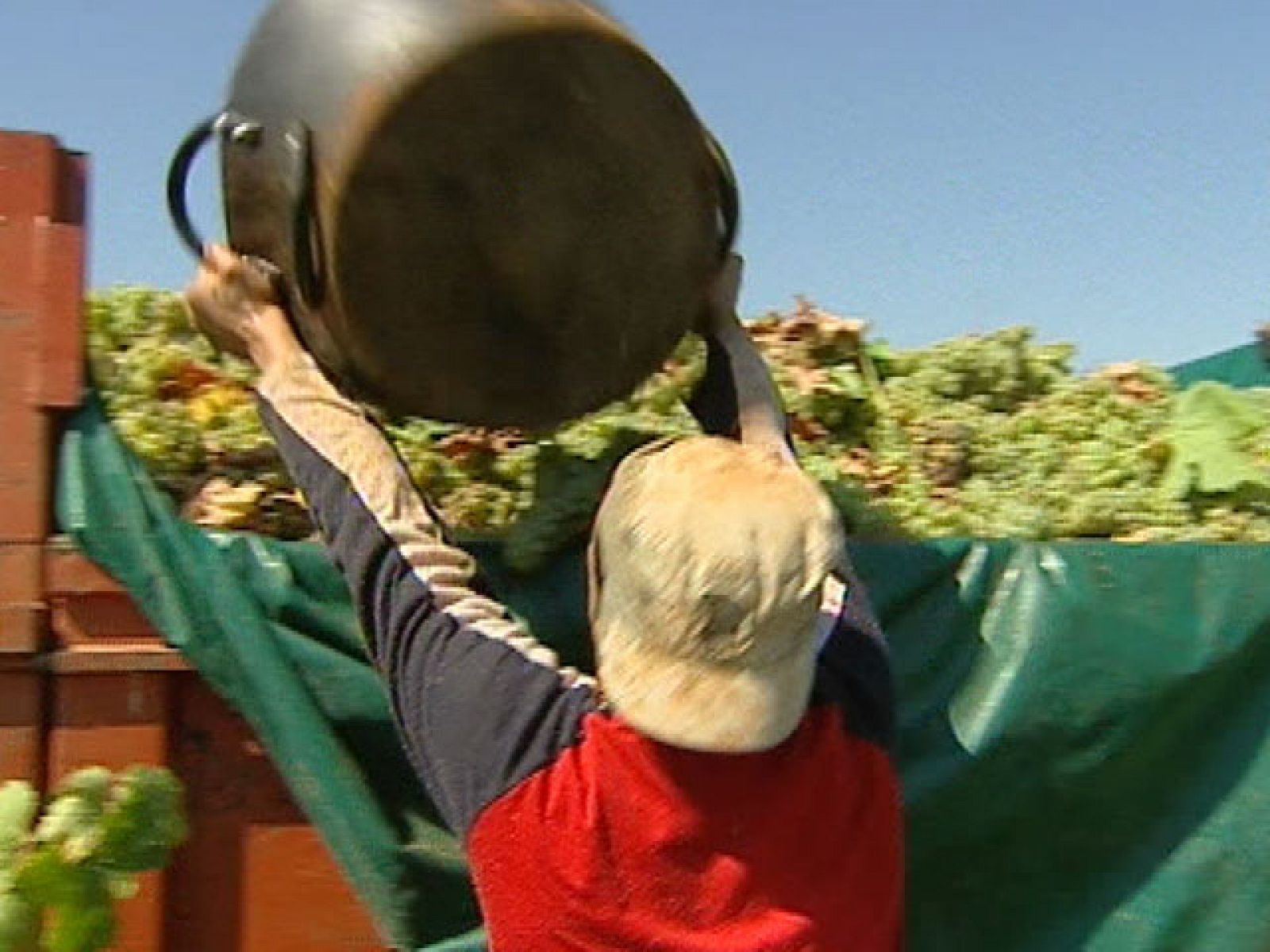 Este año unos 40 jornales para nueve mil trabajadores. La crisis en otros sectores y el gran número de parados en los pueblos ha hecho prácticamente innecesario contratar mano de obra extranjera.