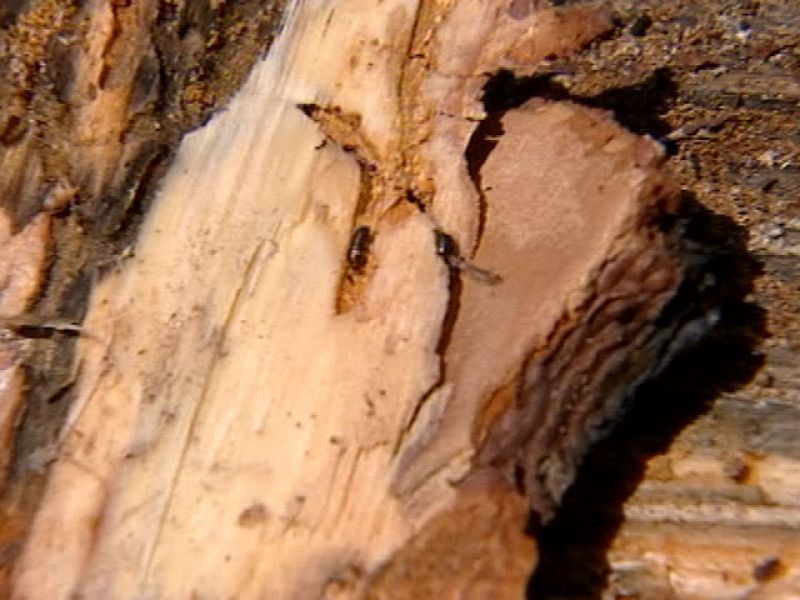 Una plaga de escarabajos letales para los pinos afecta ya a más de 150 hectáreas