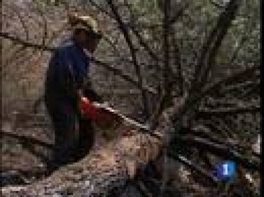 Plaga de escarabajos en Ávila