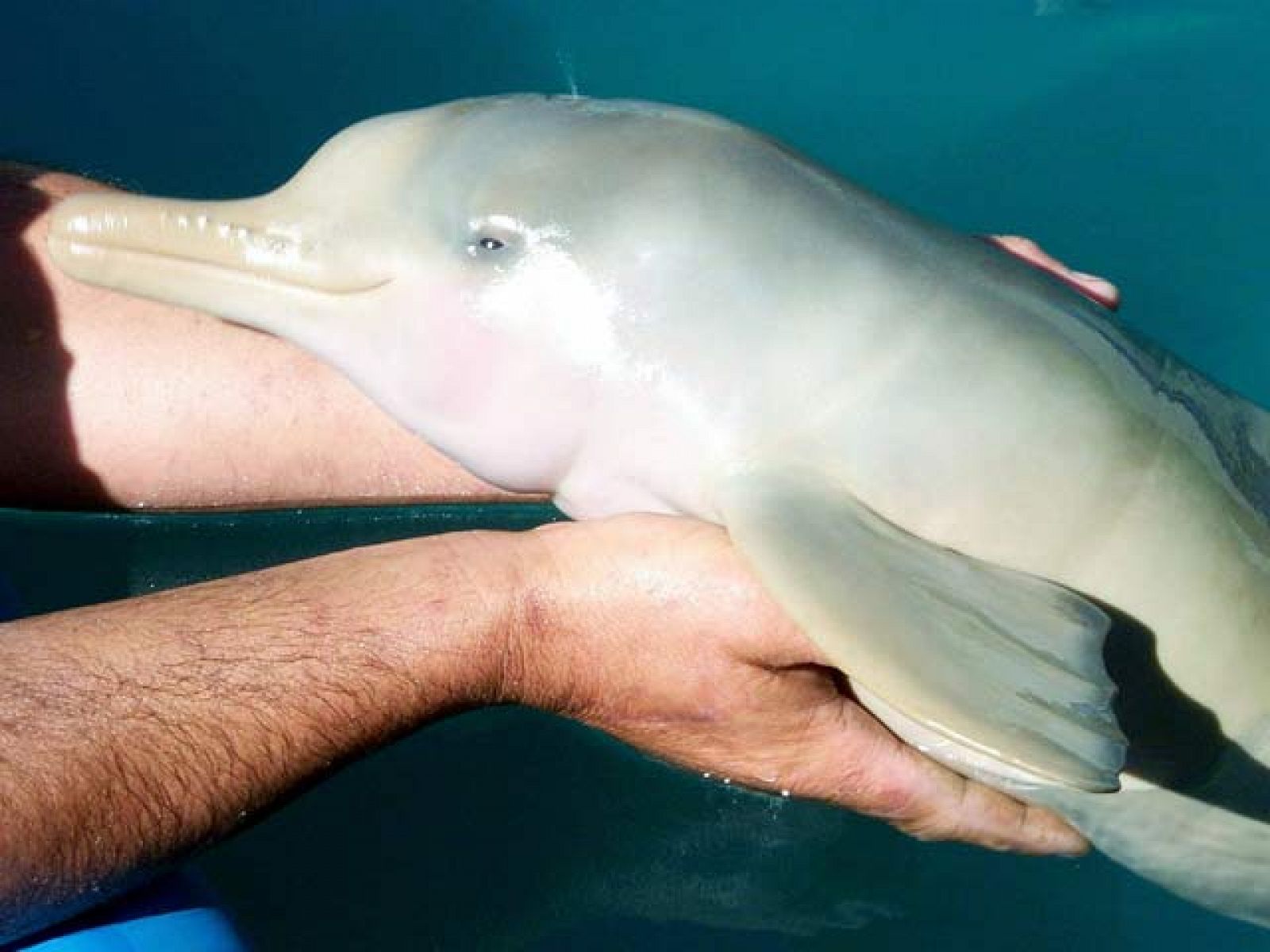 Operación rescate de delfines en Bolivia