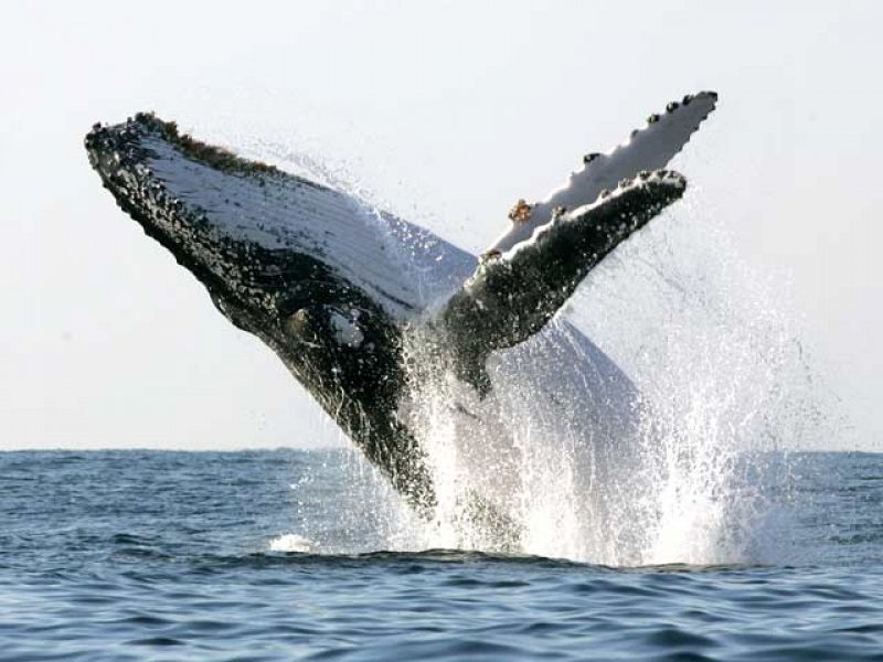 Espectaculares saltos de ballenas en Australia