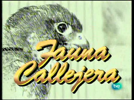 Fauna callejera - La ciudad de Gulliver