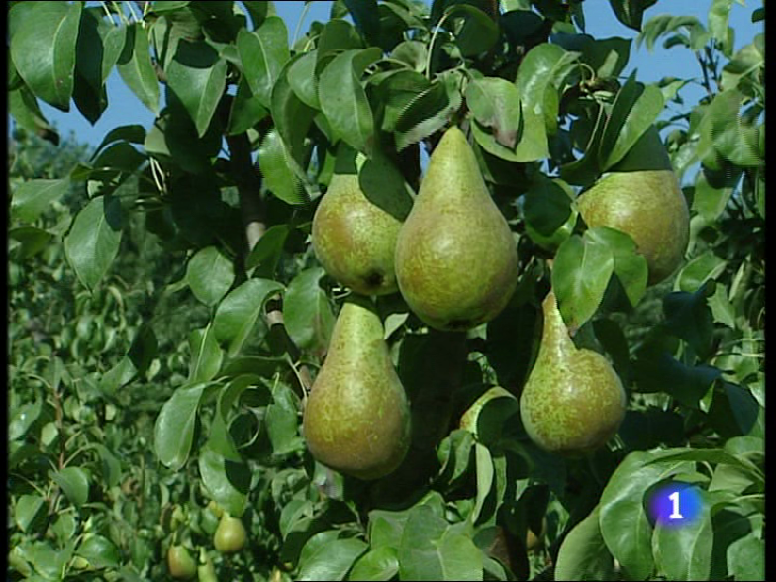 Informativo  Telerioja (30/08/10)