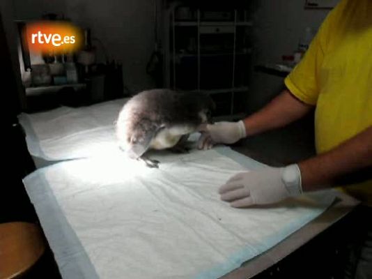 Ciencia y tecnología en Rtve.es - Rellenito se lanza a por la comida