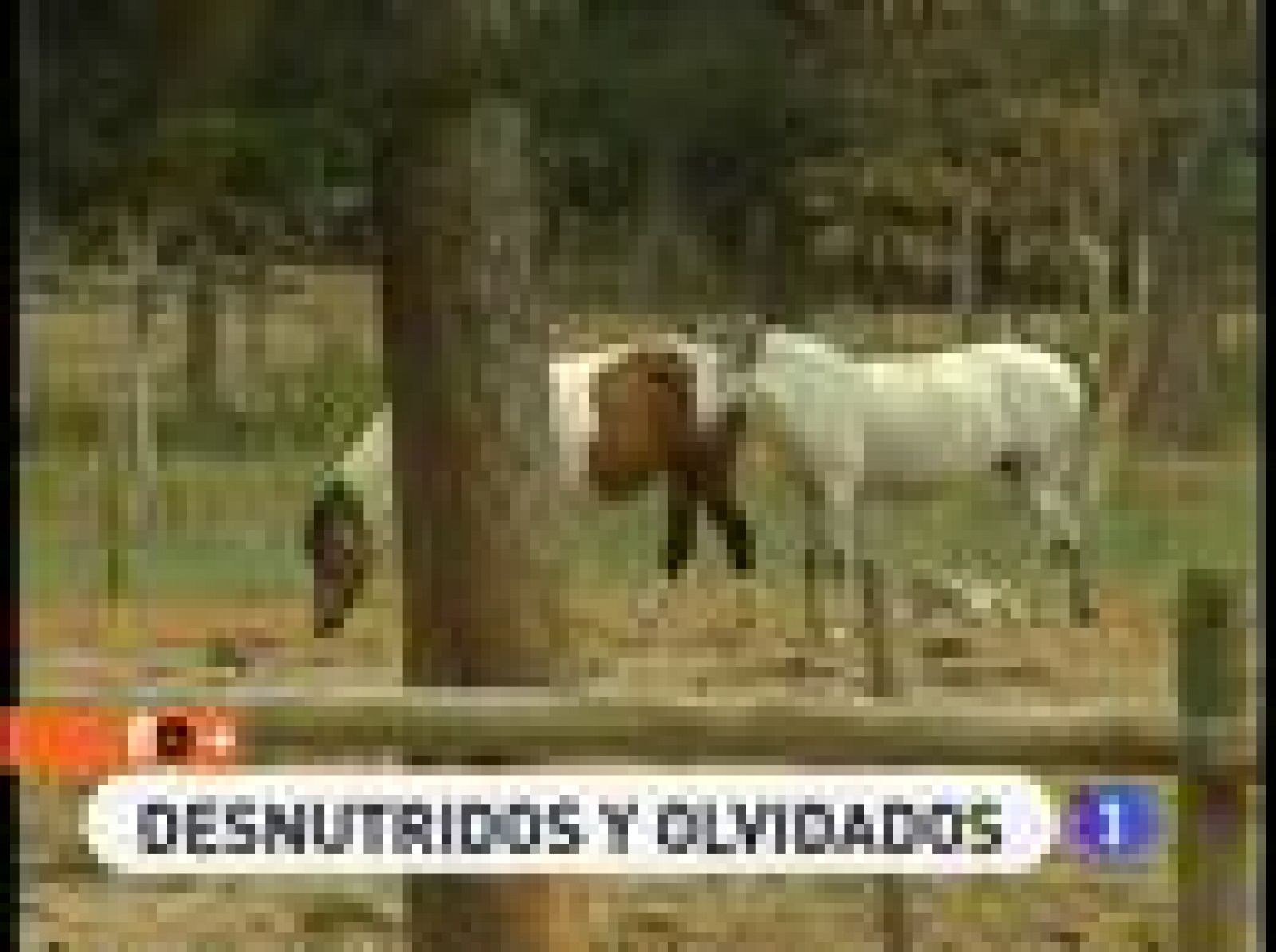 España Directo: 170 caballos abandonados en León | RTVE Play