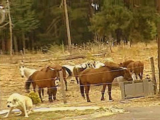 España Directo - 170 caballos abandonados en León