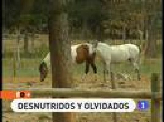 170 caballos abandonados en León
