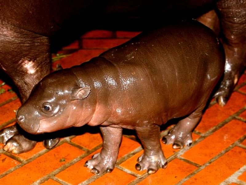 Nace un hipopótamo pigmeo en el zoológico de Wroclaw (Polonia)