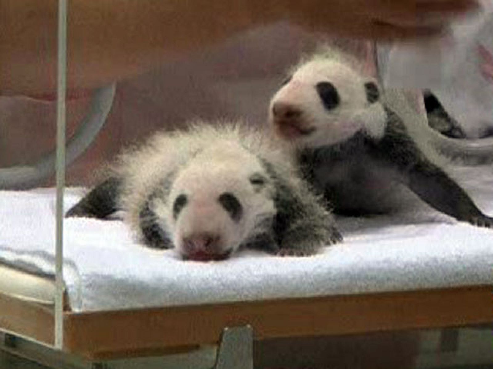 En Japón, la panda gigante Raunin ha sido mamá de gemelos