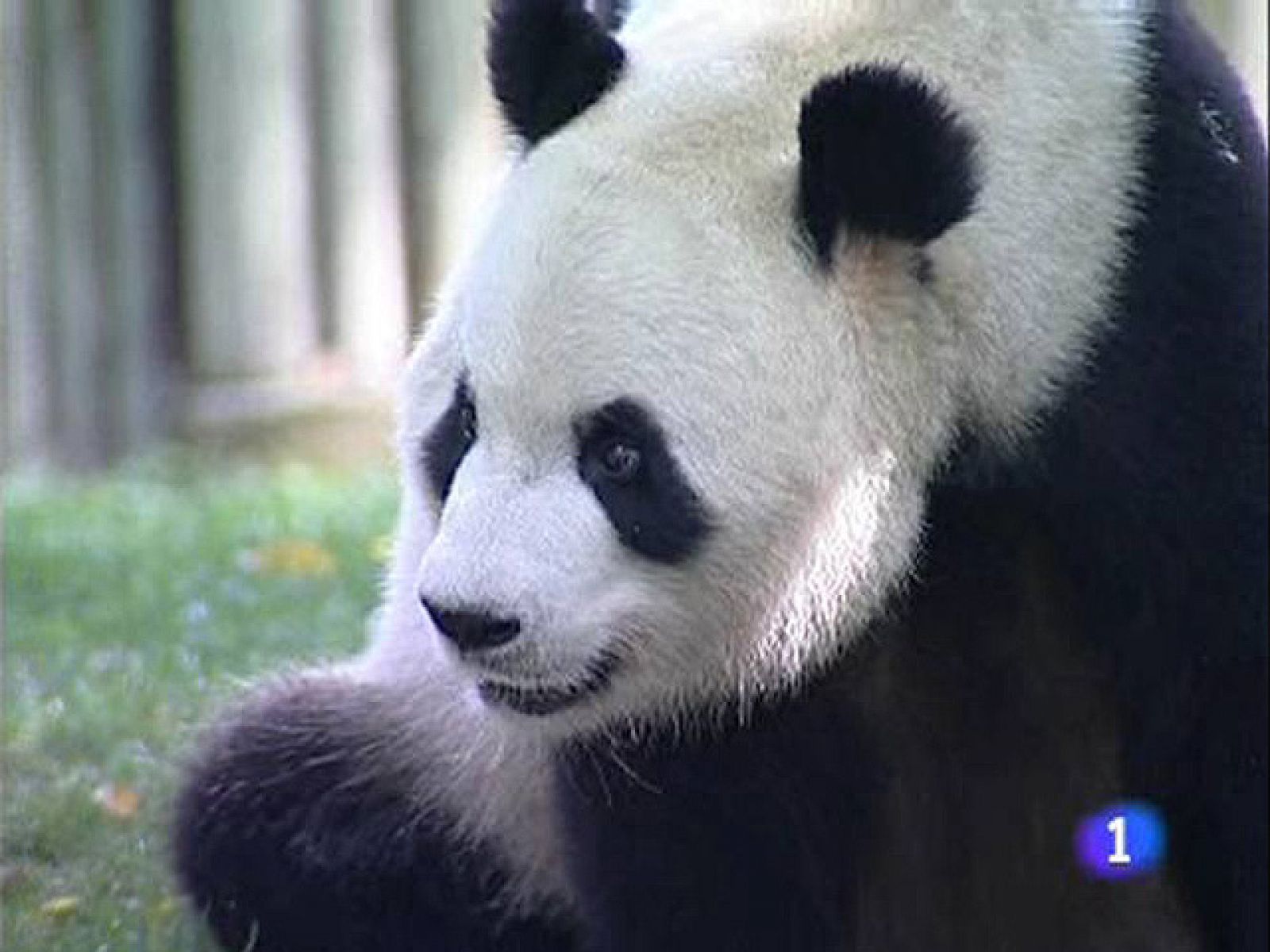 Los pandas del zoo de Madrid cumplen años