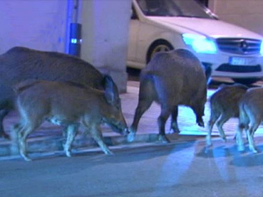 Ciencia y tecnología en Rtve.es - Jabalíes en el centro de Barcelona