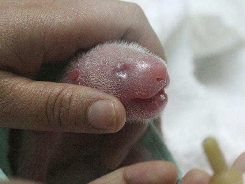  Los osos pandas recién nacidos de Madrid, las nuevas estrellas del zoo