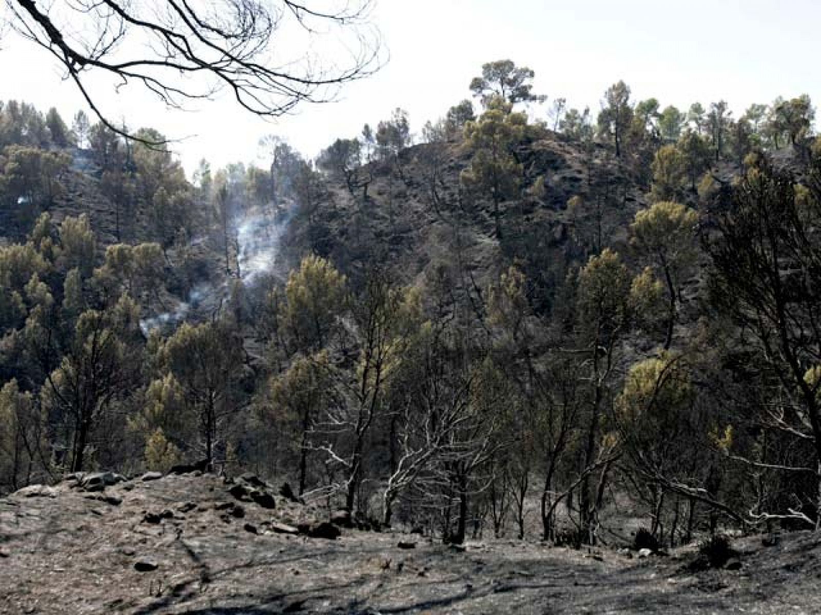 ¿Quién quema el bosque?