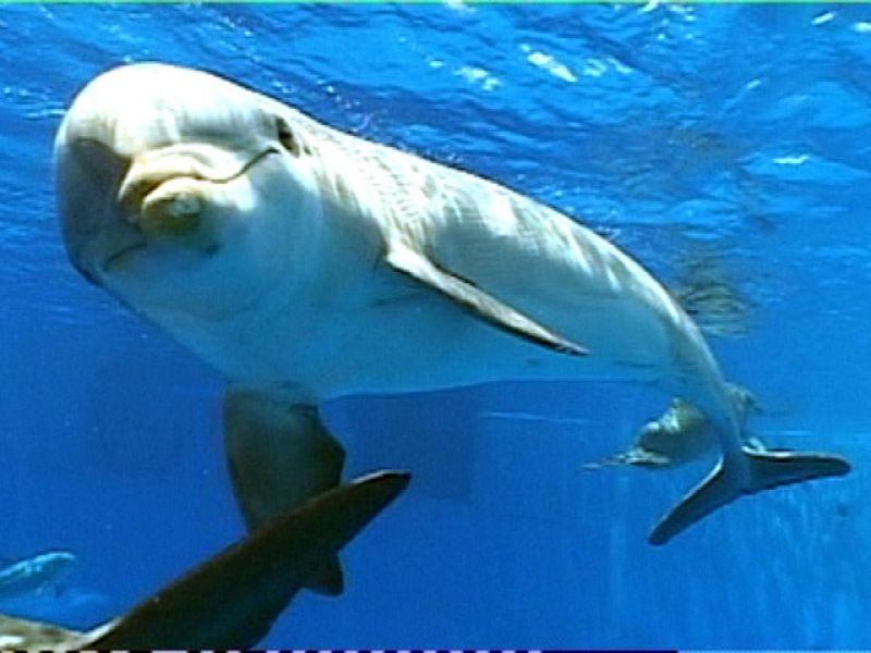  Próximamente, en El escarabajo verde: Embajadores del mar (avance del programa del 19 de septiembre de 2010)