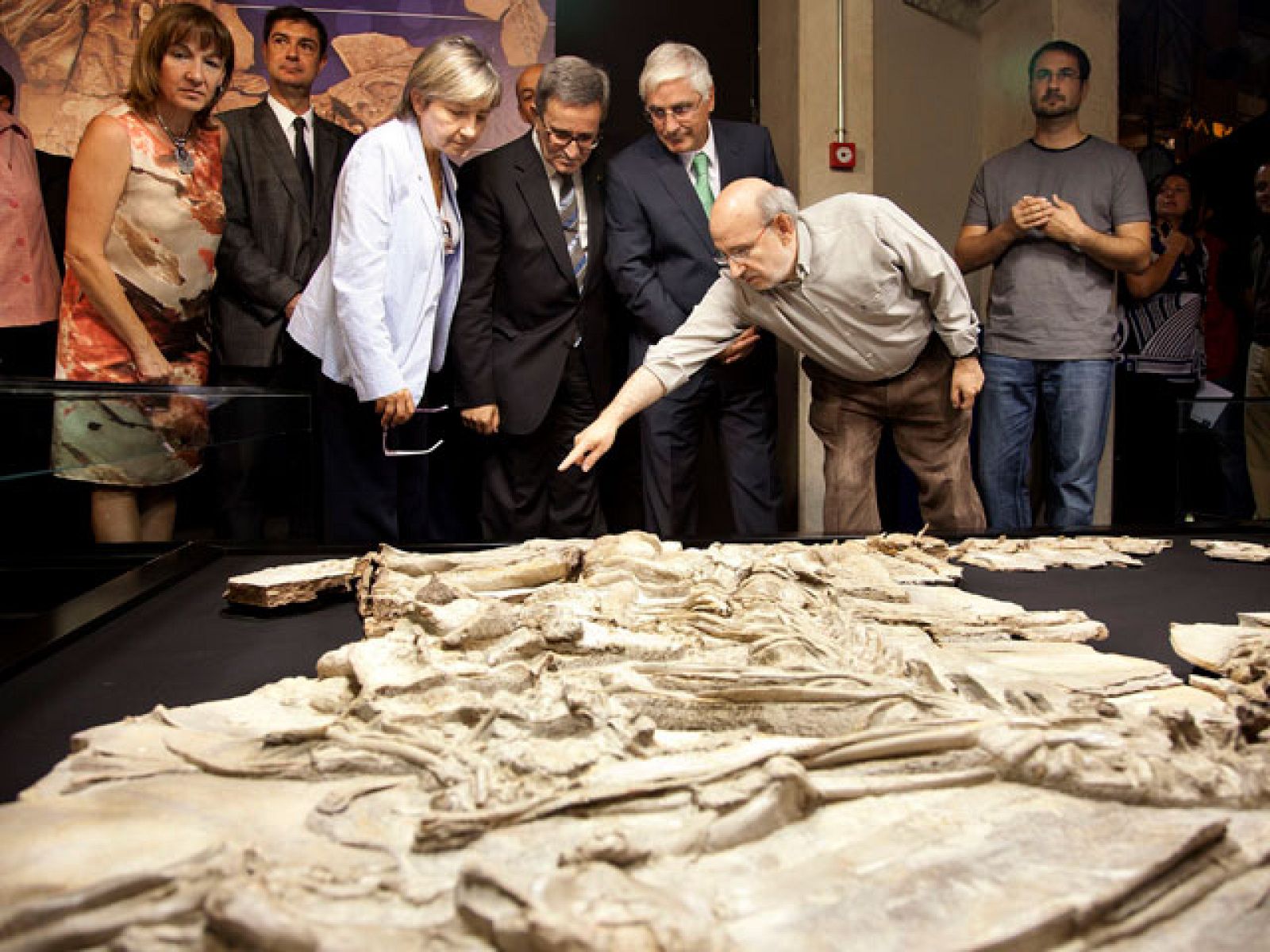 Y hoy han presentado en Cuenca a "Pepito", que es el nombre que han puesto los paleontólogos al fósil de la nueva especie de dinosaurio que acaban de descubrir. Medía más de seis metros y tenía una prominente joroba sobre el lomo que es lo que le hace único en el mundo.