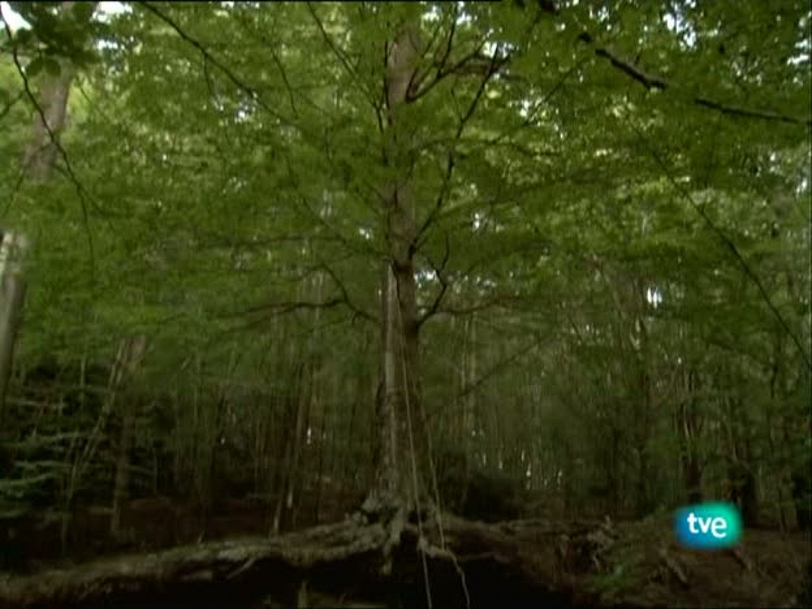 Metrópolis - Cannes 2010 - Metrópolis | Ver