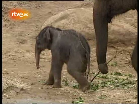 Bebé elefante asiático en Australia