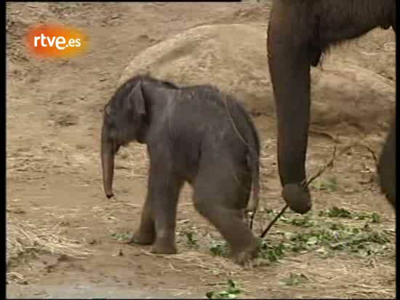 Nace un bebé de elefante asiático en Australia