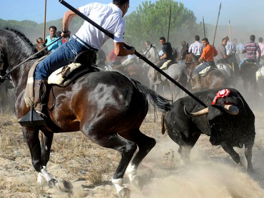 El Toro de la Vega en Tordesillas