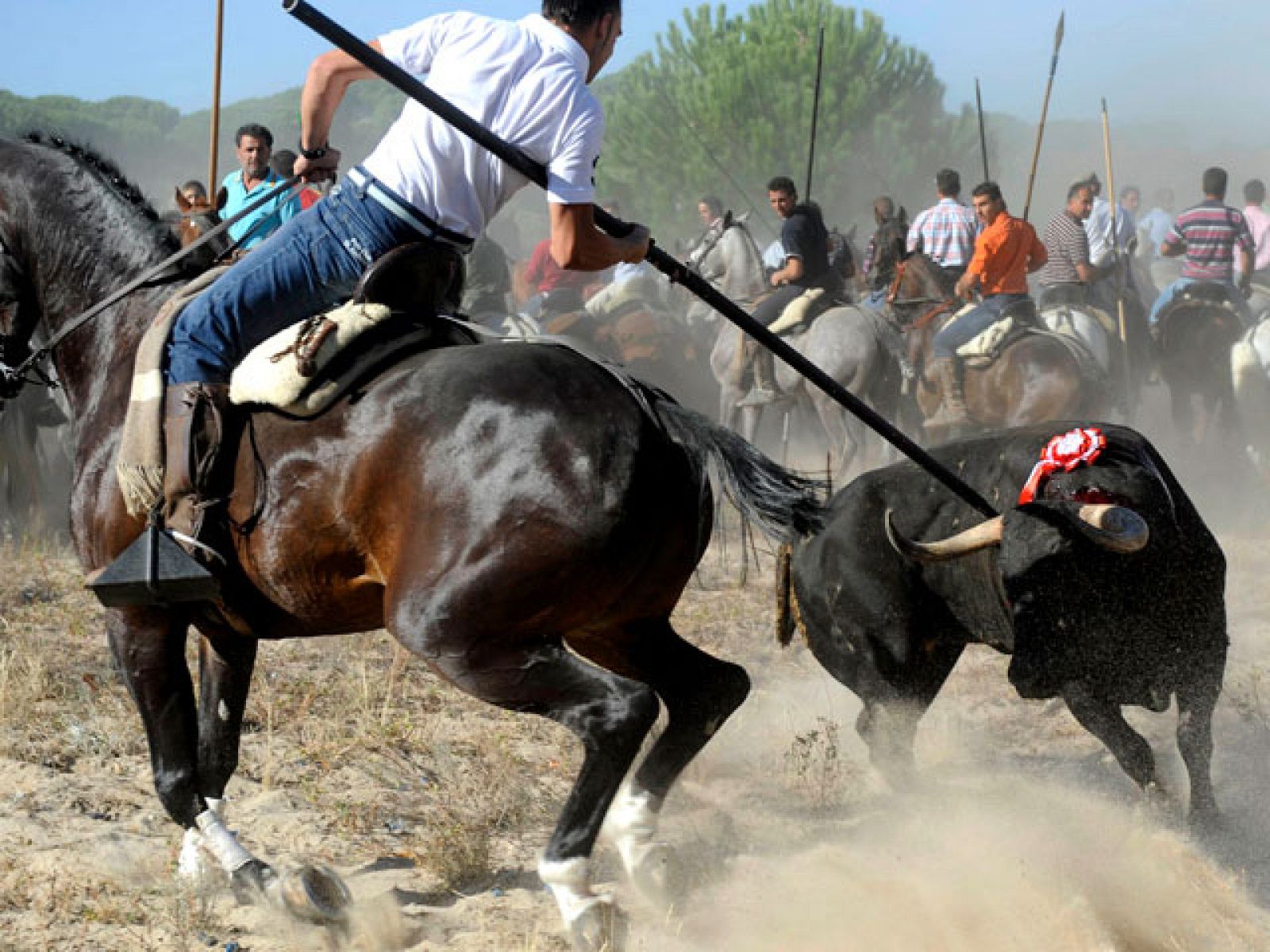  Un año más se ha celebrado el Toro de la Vega en Tordesillas, Valladolid, en medio de la polémica. Esta es una tradición en la que se lancea al animal hasta la muerte. En Tordesillas está Estefanía Fontaneda